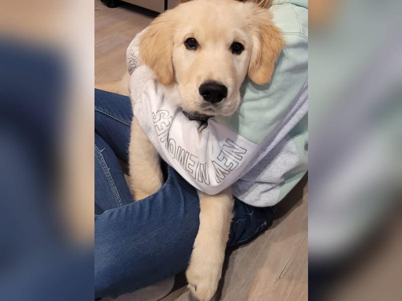 Deckrüde Golden Retriever