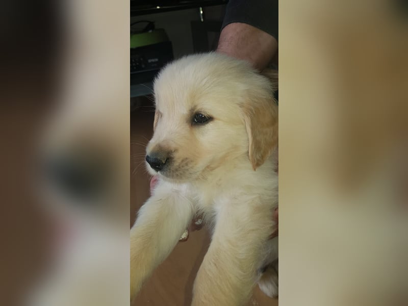Deckrüde Golden Retriever