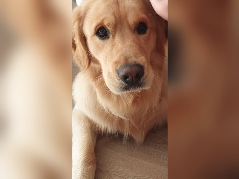 Deckrüde Golden Retriever