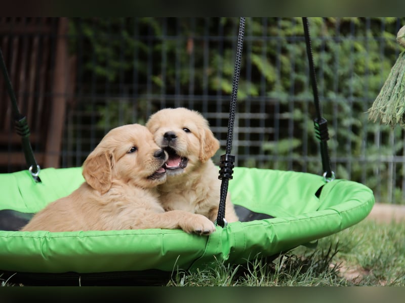 Golden Retriever Welpen vom Thüringer Wald