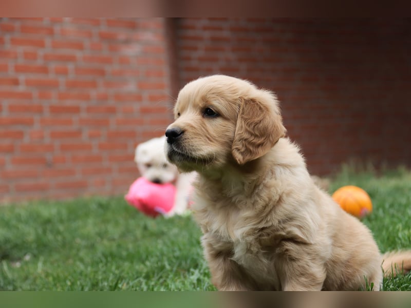 Golden Retriever Welpen vom Thüringer Wald