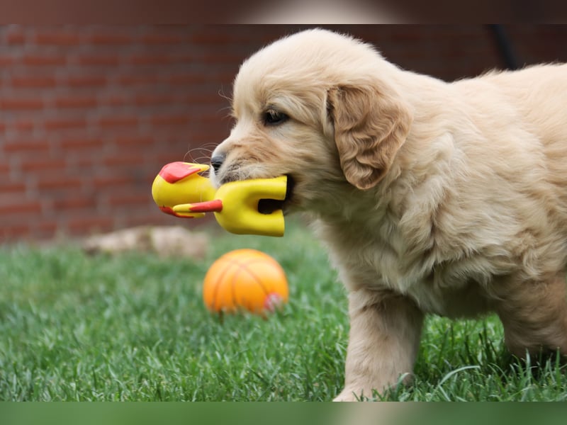 Golden Retriever Welpen vom Thüringer Wald