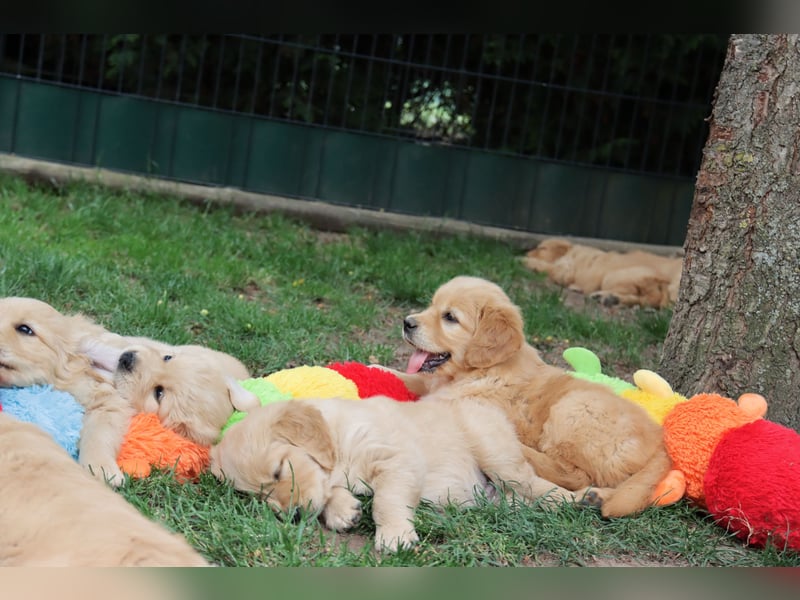 Golden Retriever Welpen vom Thüringer Wald