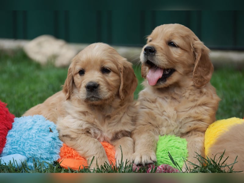 Golden Retriever Welpen vom Thüringer Wald