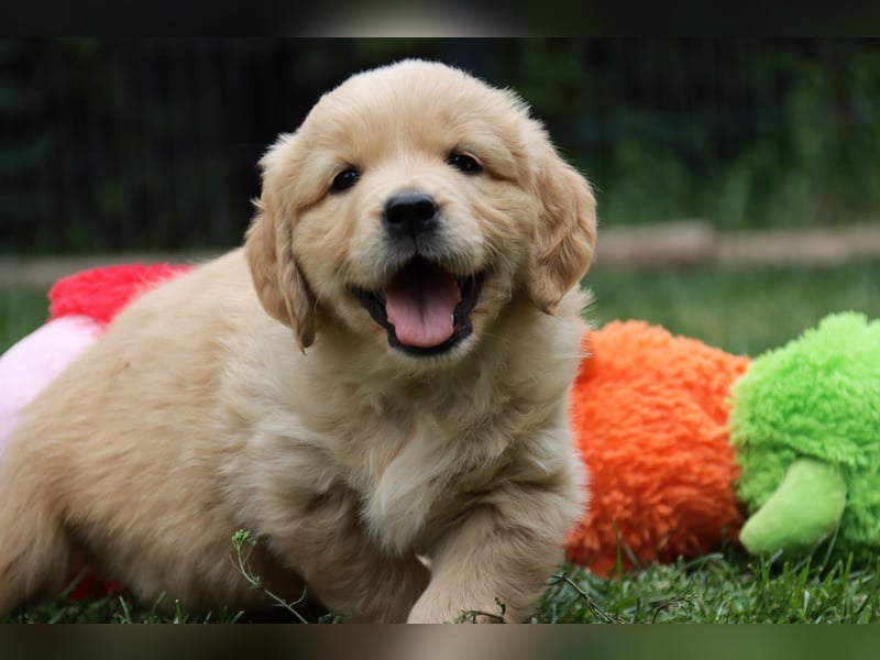 Golden Retriever Welpen vom Thüringer Wald