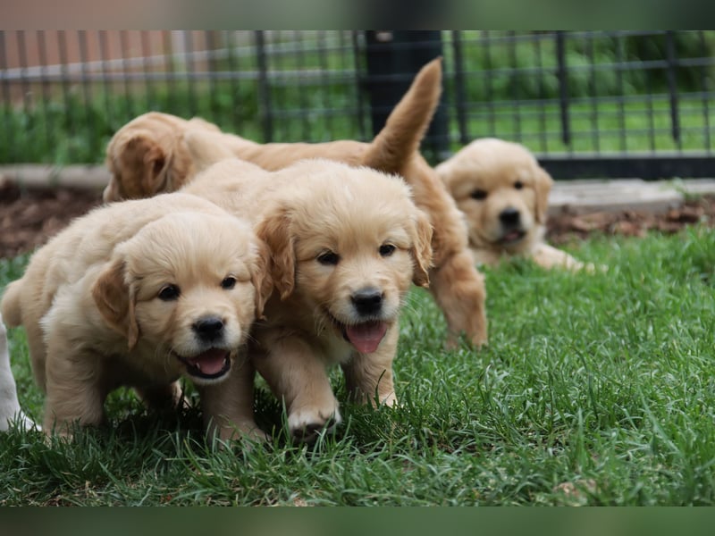 Golden Retriever Welpen vom Thüringer Wald