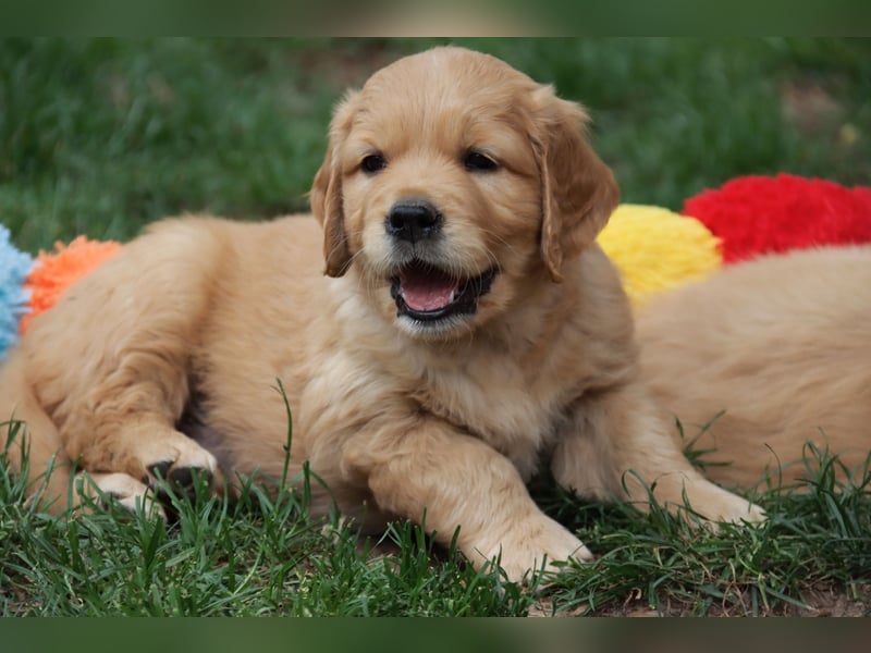 Golden Retriever Welpen vom Thüringer Wald