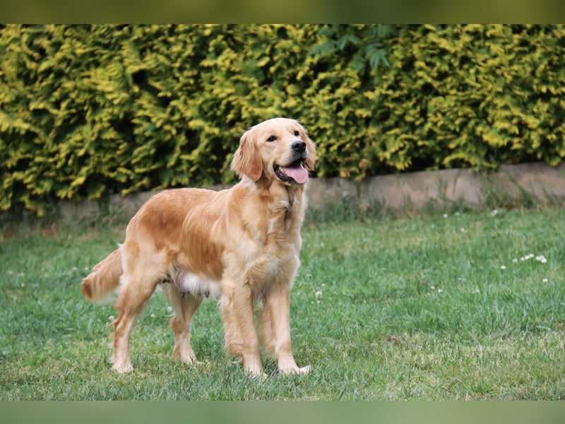 Golden Retriever Welpen vom Thüringer Wald
