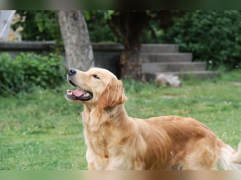 Golden Retriever Welpen vom Thüringer Wald