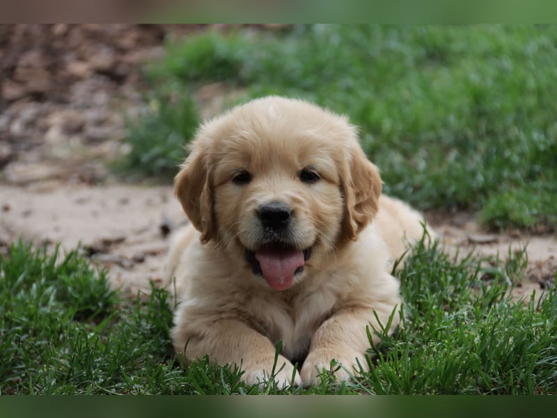 Golden Retriever Welpen vom Thüringer Wald