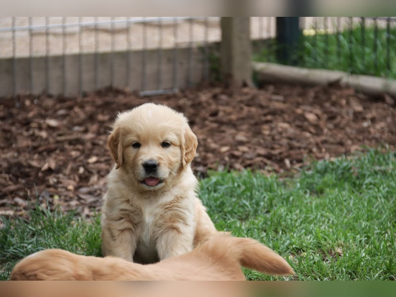 Golden Retriever Welpen vom Thüringer Wald
