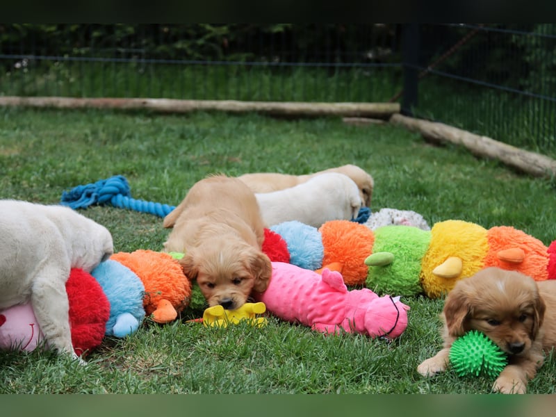 Golden Retriever Welpen vom Thüringer Wald