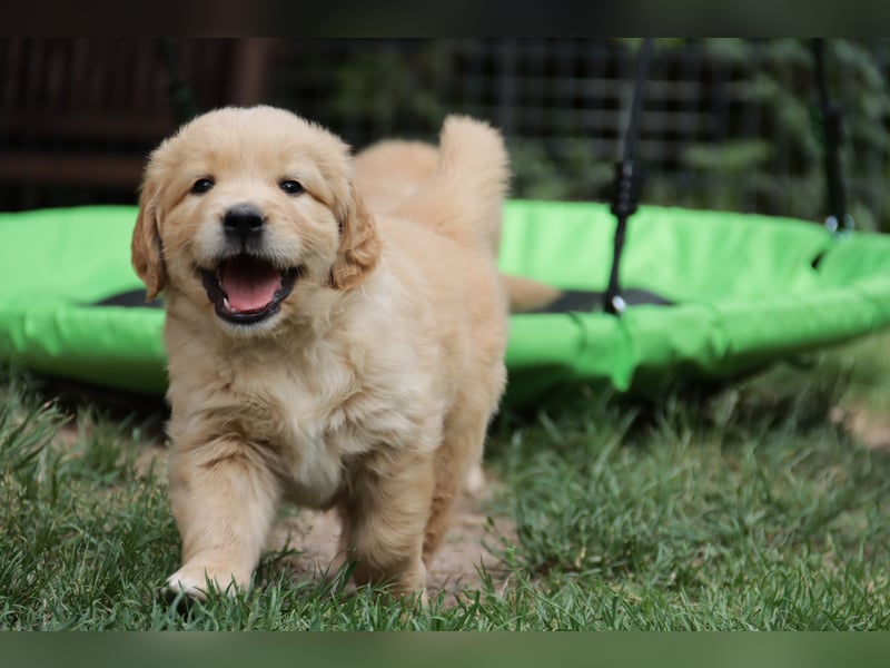 Golden Retriever Welpen vom Thüringer Wald