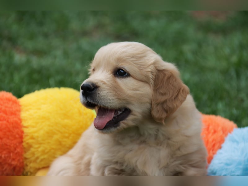 Golden Retriever Welpen vom Thüringer Wald