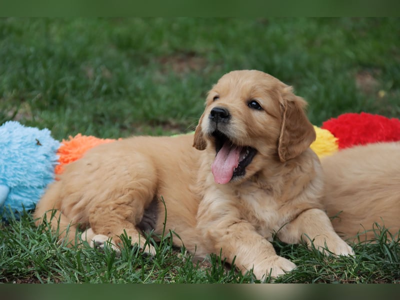 Golden Retriever Welpen vom Thüringer Wald