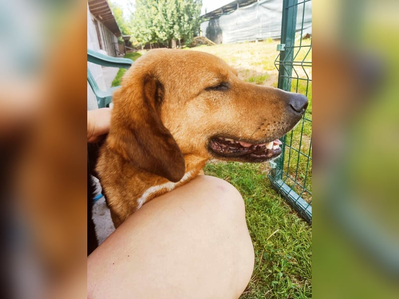 ❤️ wundervoller Familienhund ZUCO - 7 Jahre, 50cm - Mischling