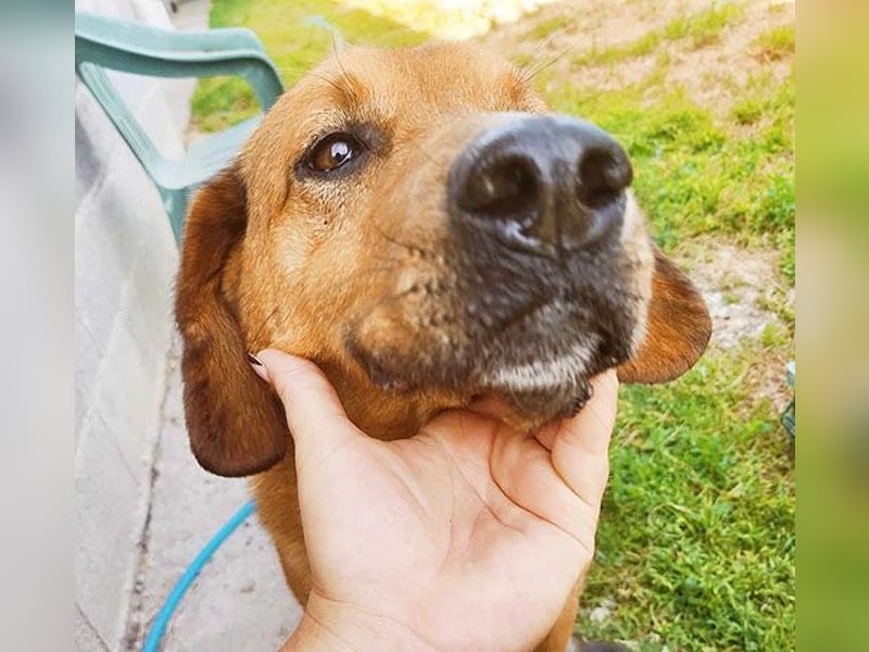 ❤️ wundervoller Familienhund ZUCO - 7 Jahre, 50cm - Mischling