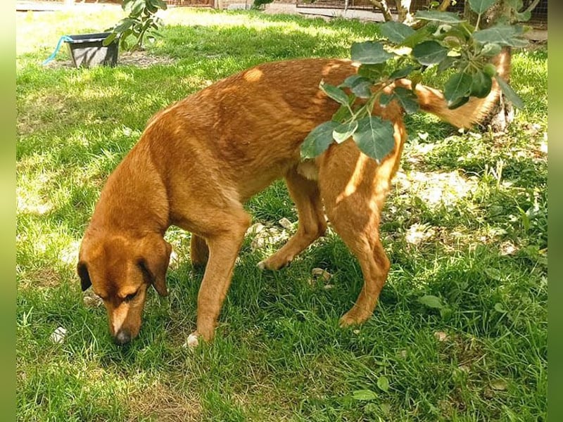 ❤️ wundervoller Familienhund ZUCO - 7 Jahre, 50cm - Mischling