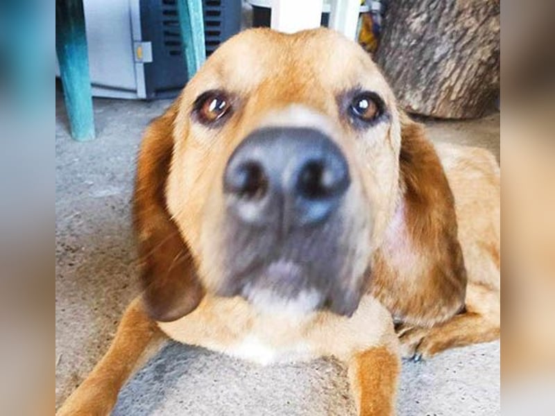 ❤️ wundervoller Familienhund ZUCO - 7 Jahre, 50cm - Mischling