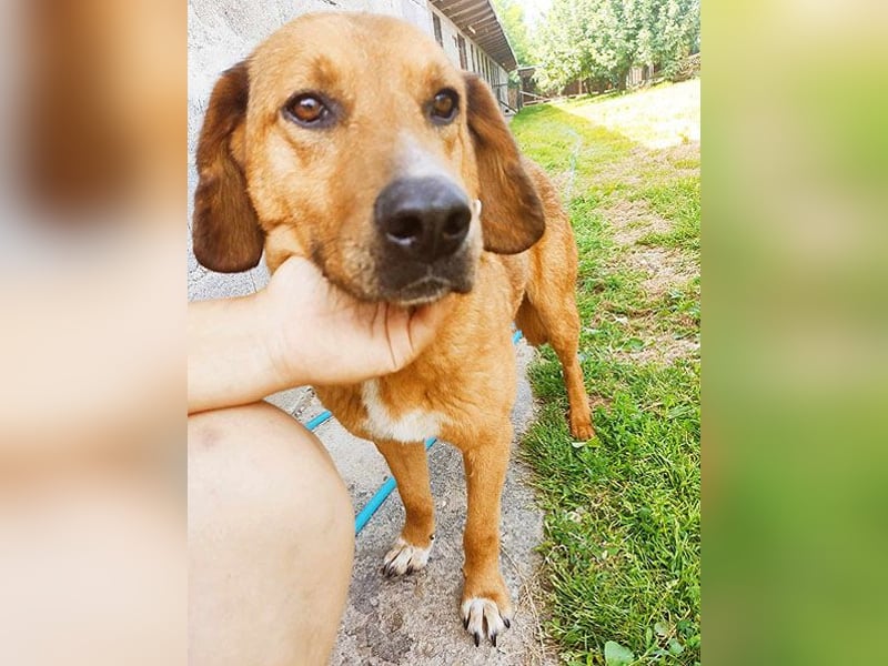 ❤️ wundervoller Familienhund ZUCO - 7 Jahre, 50cm - Mischling