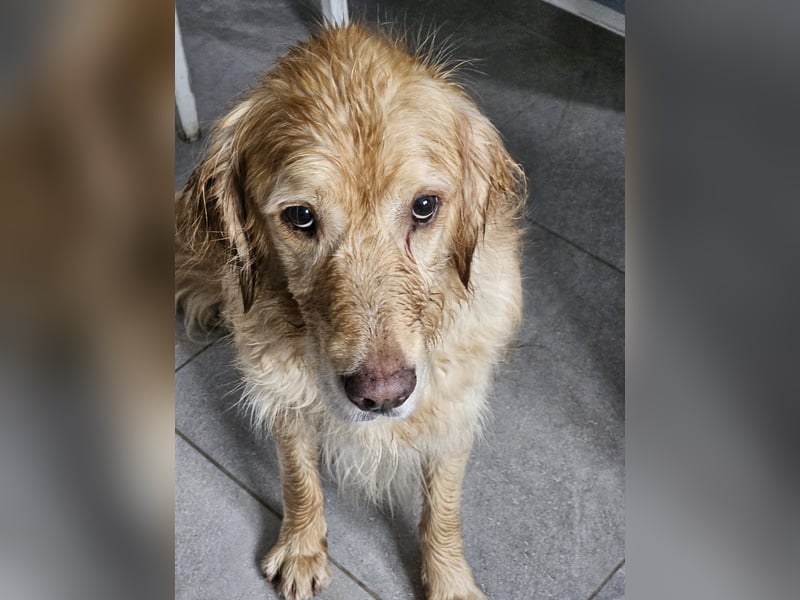 Golden Retriever Mischlings-Rüde Fridolin sucht ein Zuhause