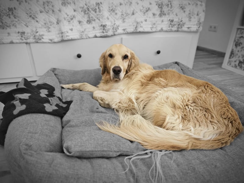 Golden Retriever Mischlings-Rüde Fridolin sucht ein Zuhause