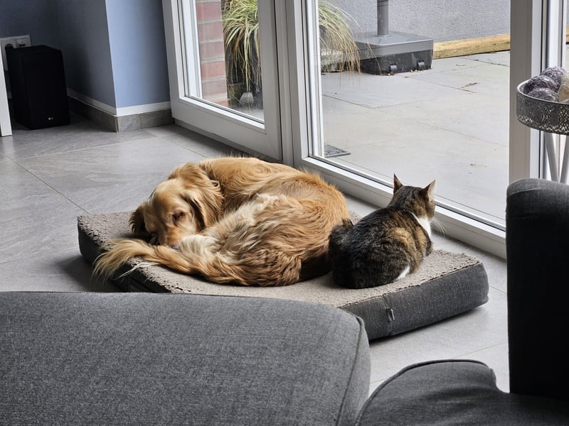 Golden Retriever Mischlings-Rüde Fridolin sucht ein Zuhause