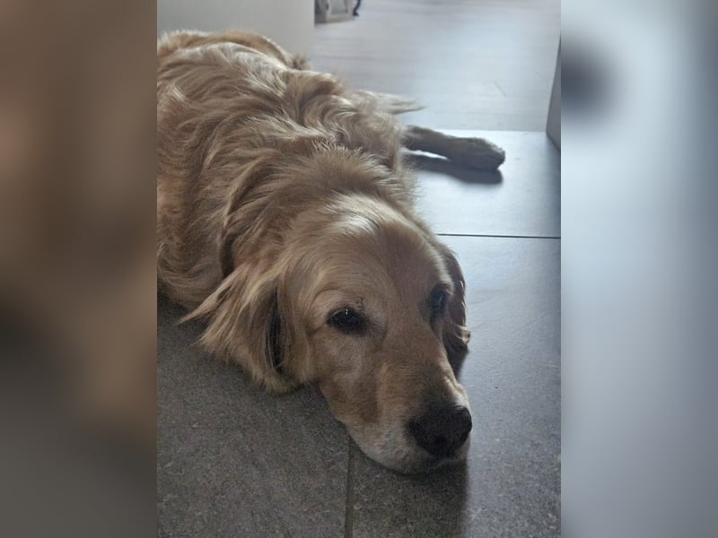 Golden Retriever Mischlings-Rüde Fridolin sucht ein Zuhause