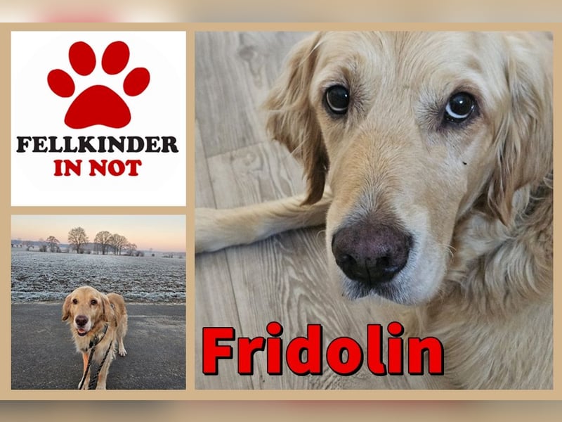 Golden Retriever Mischlings-Rüde Fridolin sucht ein Zuhause