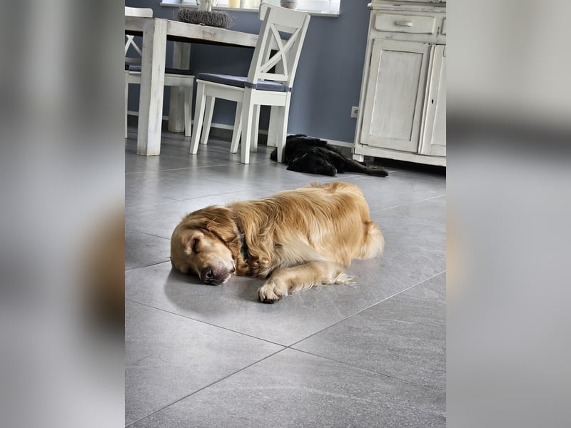 Golden Retriever Mischlings-Rüde Fridolin sucht ein Zuhause