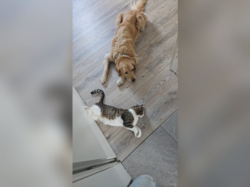 Golden Retriever Mischlings-Rüde Fridolin sucht ein Zuhause