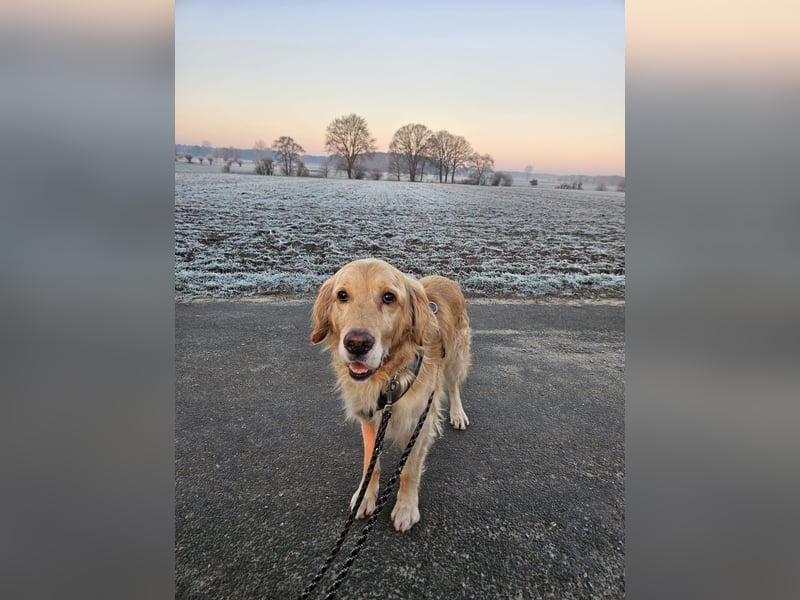 Golden Retriever Mischlings-Rüde Fridolin sucht ein Zuhause