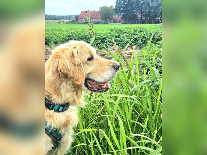 Golden Retriever Mischlings-Rüde Fridolin sucht ein Zuhause