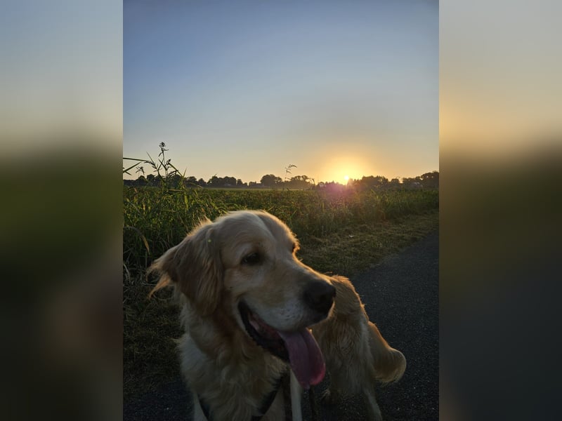 Golden Retriever Mischlings-Rüde Fridolin sucht ein Zuhause