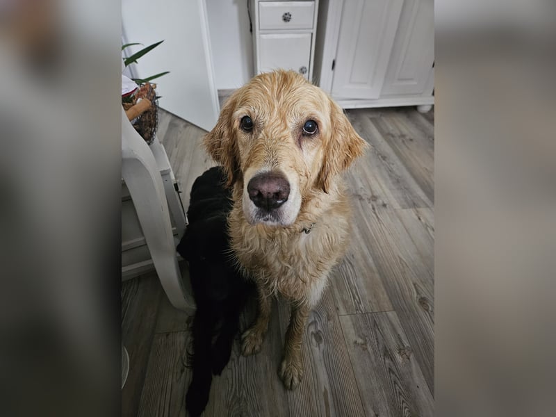 Golden Retriever Mischlings-Rüde Fridolin sucht ein Zuhause