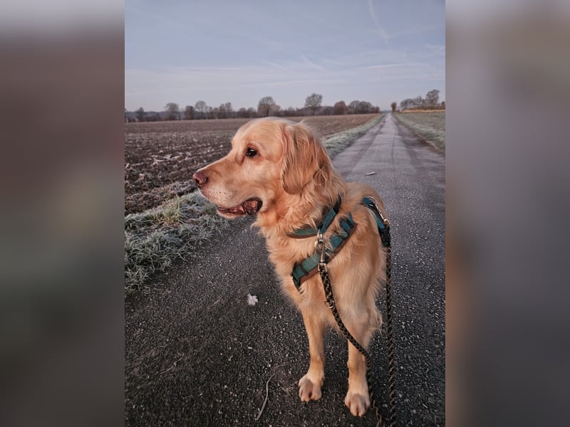 Golden Retriever Mischlings-Rüde Fridolin sucht ein Zuhause