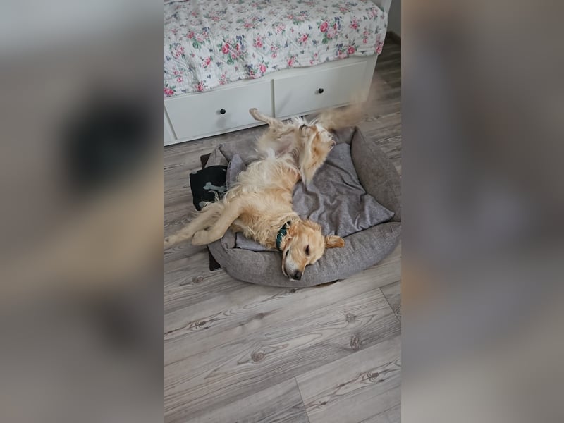 Golden Retriever Mischlings-Rüde Fridolin sucht ein Zuhause