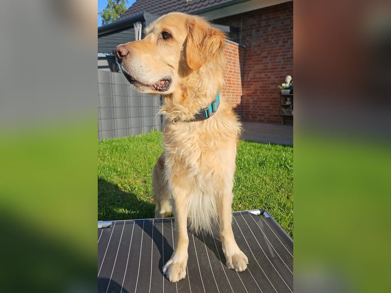 Golden Retriever Mischlings-Rüde Fridolin sucht ein Zuhause