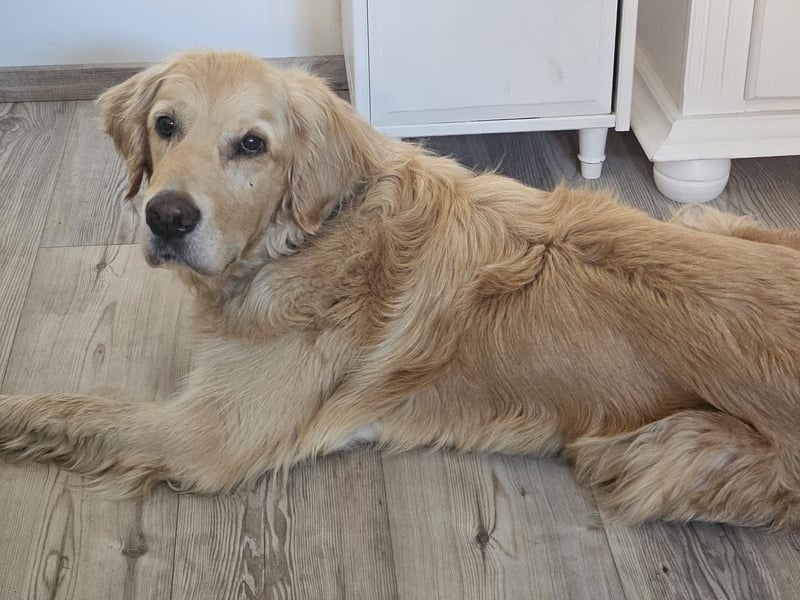 Golden Retriever Mischlings-Rüde Fridolin sucht ein Zuhause