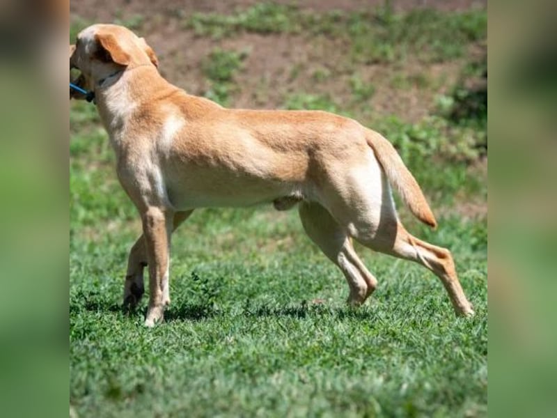 Oberon