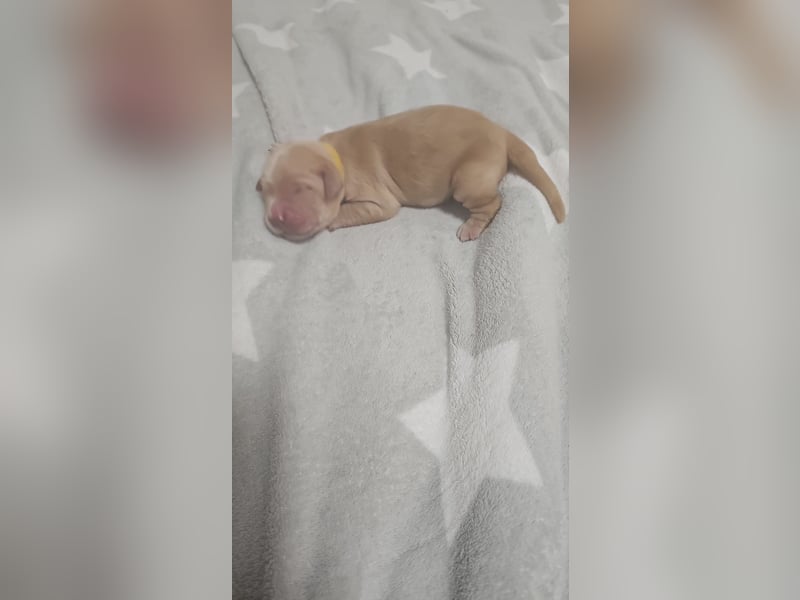 Golden retriever welpen mit Ahnentafel