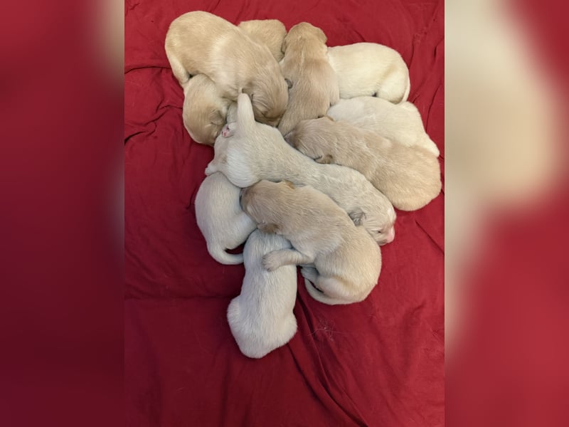 Liebevoll aufgezogene Welpen suchen ein neues Zuhause