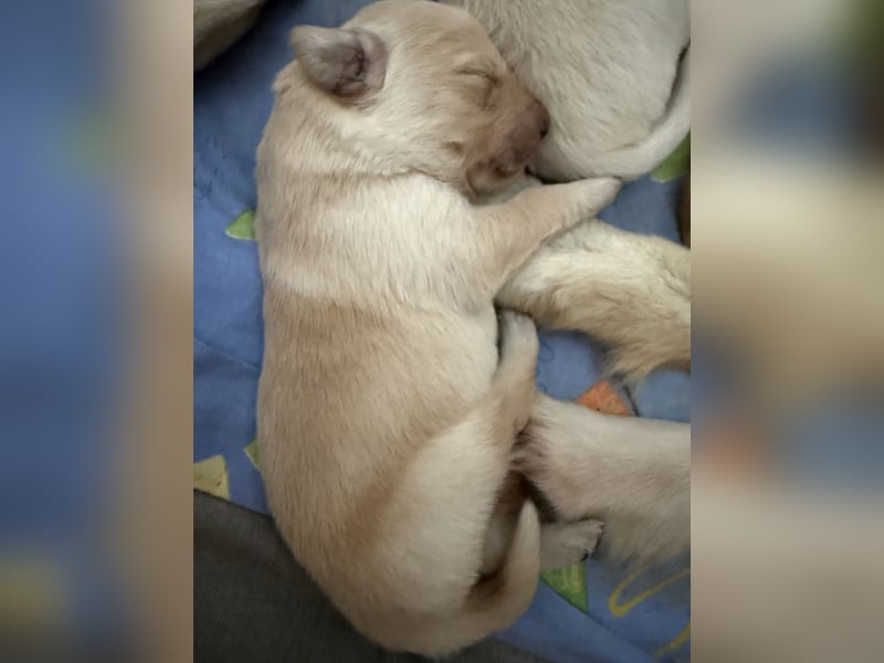 Liebevoll aufgezogene Welpen suchen ein neues Zuhause