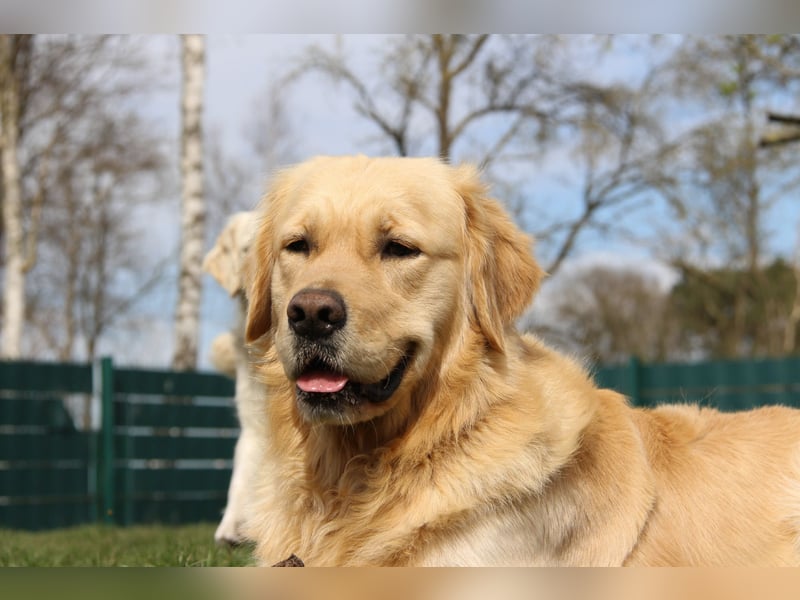 Golden Retriever Deckrüde mit FCI-Ahnentafel