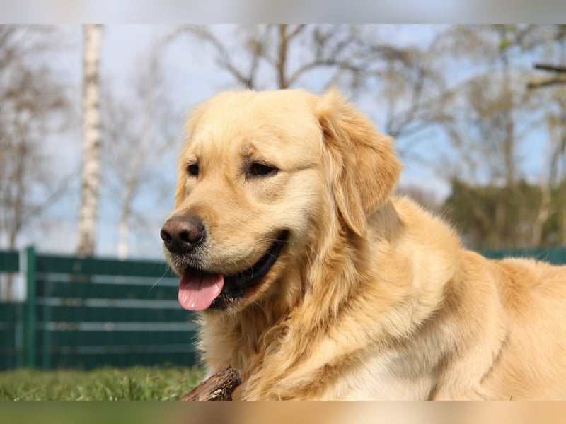 Golden Retriever Deckrüde mit FCI-Ahnentafel