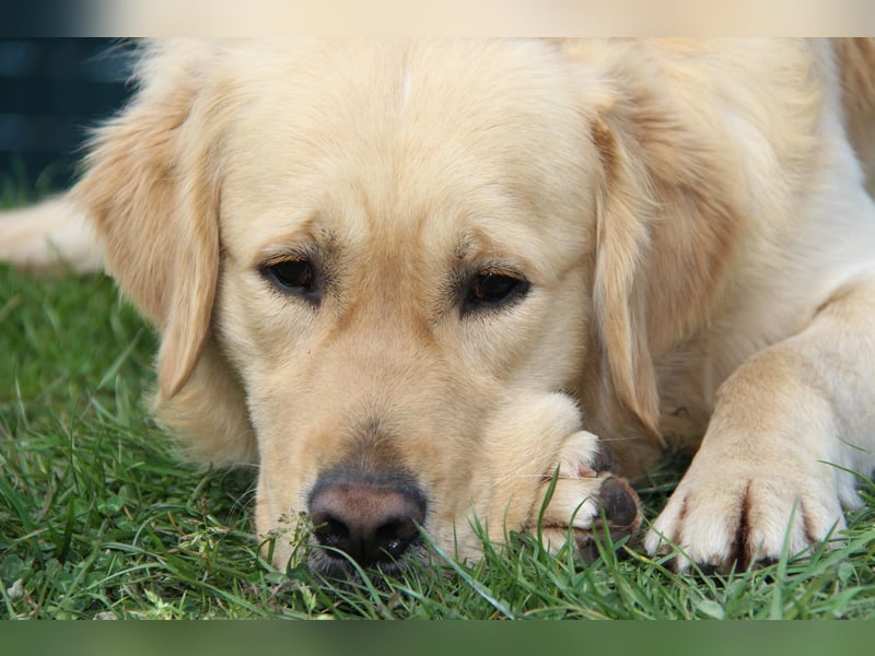 Golden Retriever Deckrüde mit FCI-Ahnentafel