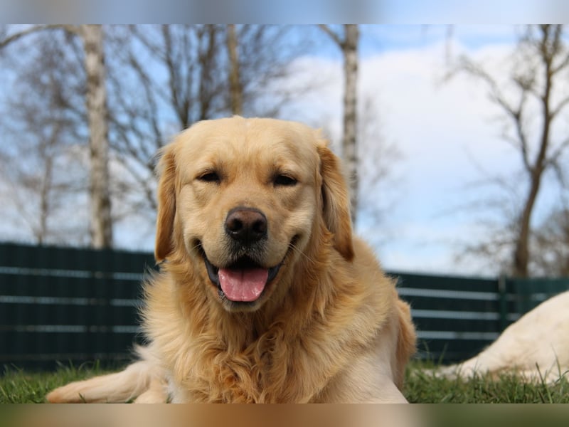 Golden Retriever Deckrüde mit FCI-Ahnentafel