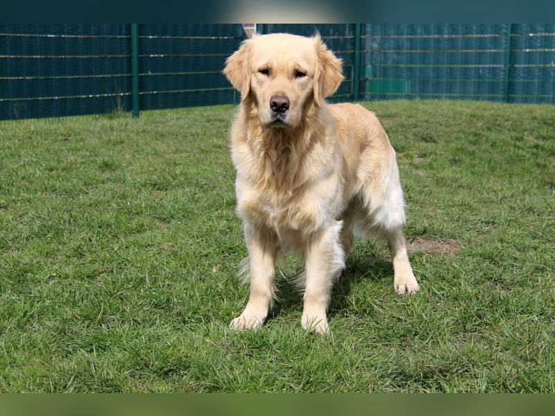 Golden Retriever Deckrüde mit FCI-Ahnentafel