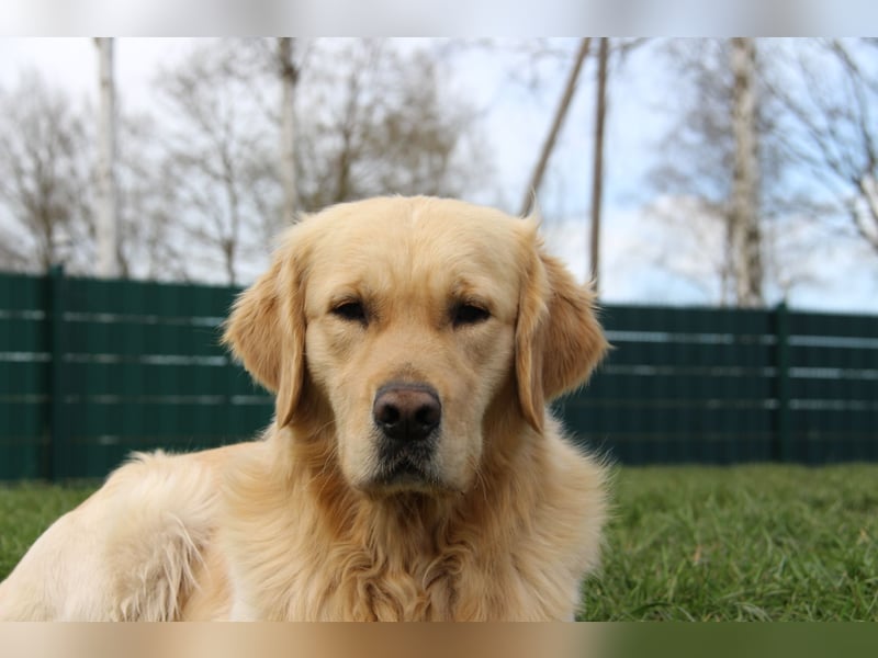 Golden Retriever Deckrüde mit FCI-Ahnentafel
