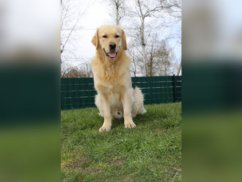 Golden Retriever Deckrüde mit FCI-Ahnentafel